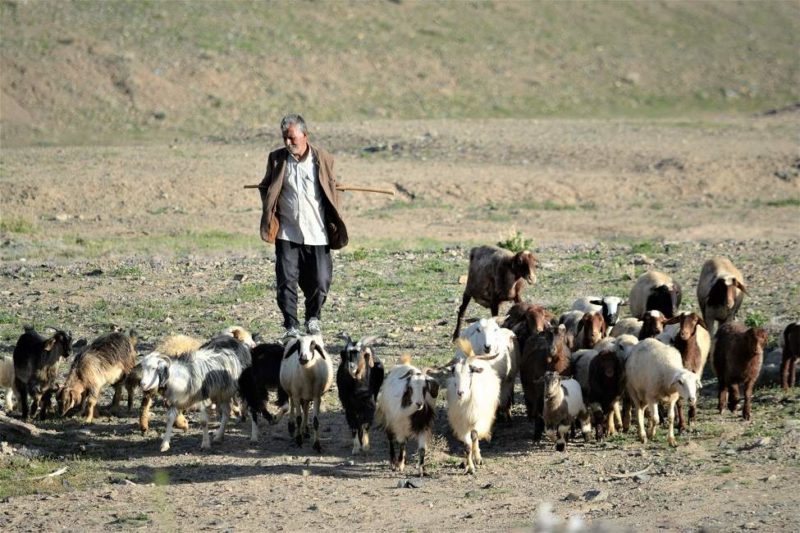 Séjourner avec les nomades et leur bétail - Iran | Au Tigre Vanillé
