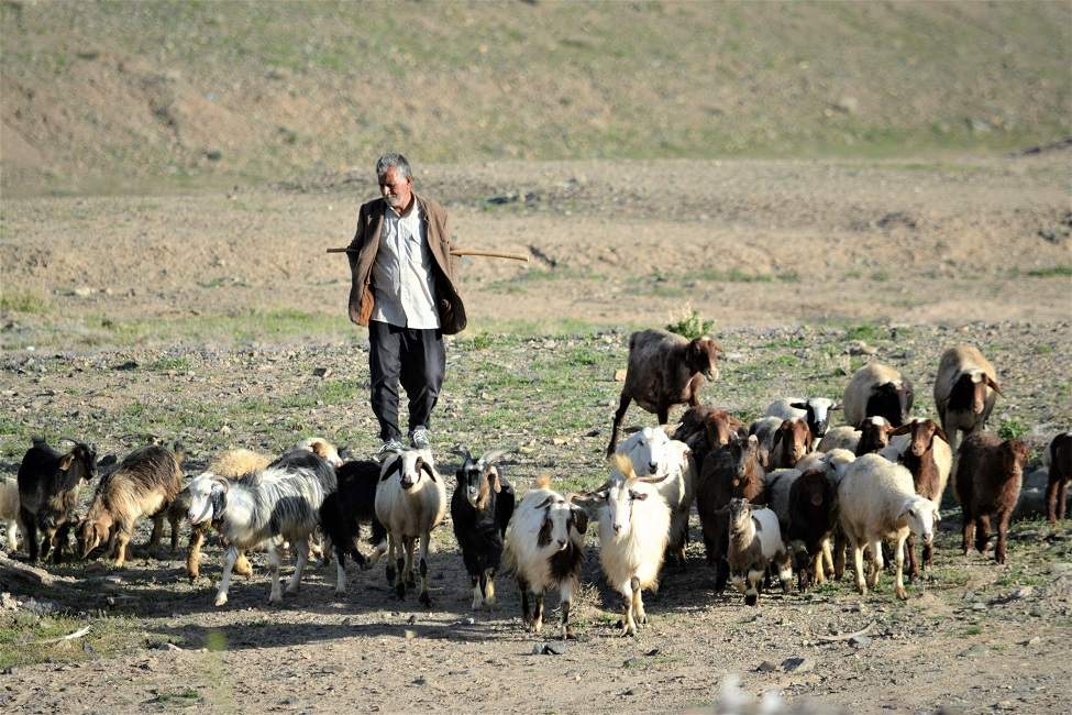 nomades-experience-marche-campement-iran Séjourner avec les nomades et leur bétail - Iran | Au Tigre Vanillé