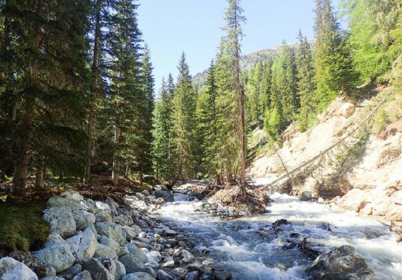 Paysage de sapin et de rivière dans les Grisons - Suisse | Au Tigre Vanillé