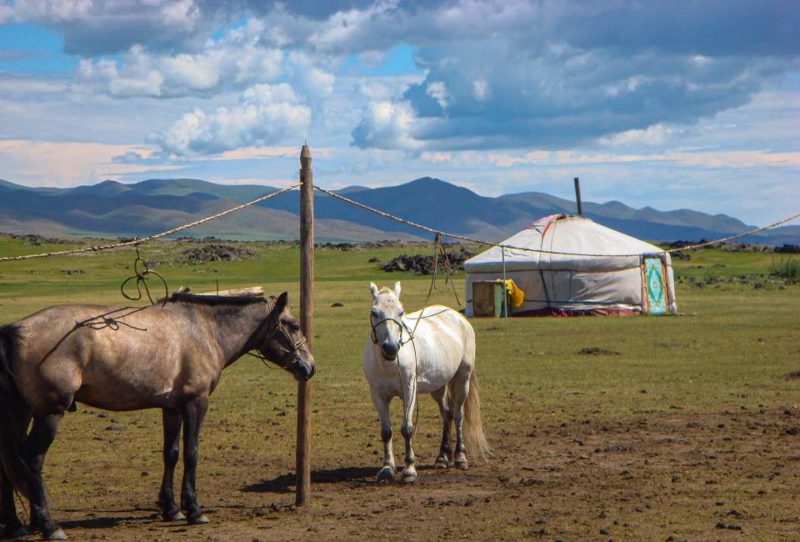 Chevaux devant nue yourte de nomades dans la steppe - Mongolie | Au Tigre Vanillé