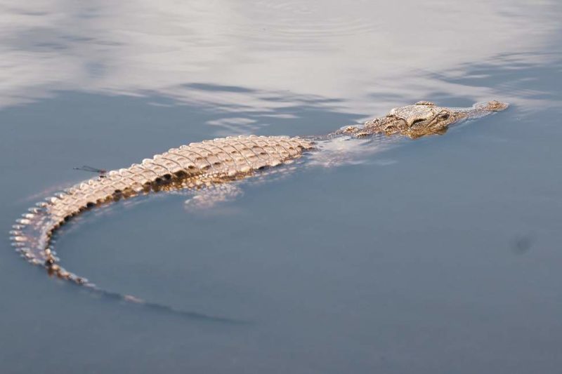 Crocodile dans la jungle du parc de Soberania - Panama | Au Tigre Vanillé