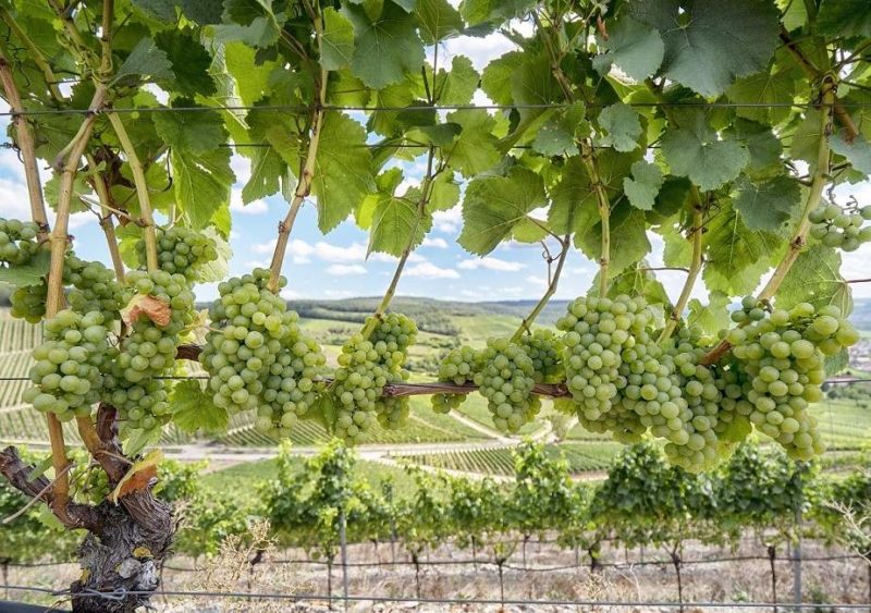 Grappes de raisin blanc sur la vigne dans les Grisons - Suisse | Au Tigre Vanillé