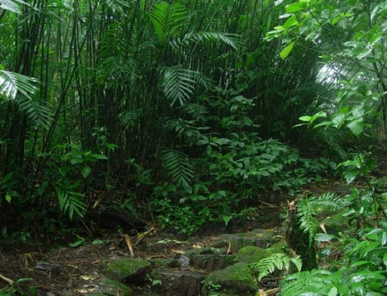 Chemin de randonnées dans la jungle tropicale du volcan Mombacho vers Granada - Nicaragua | Au Tigre Vanillé