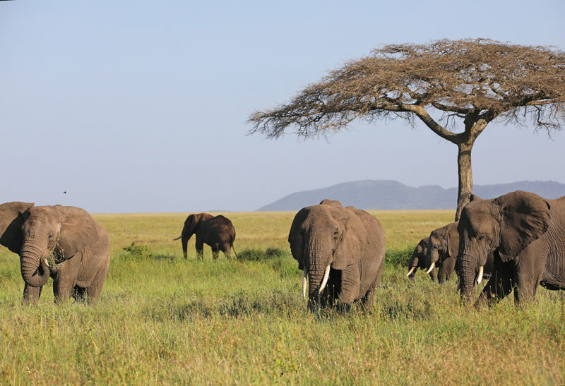 Plaine du Serengeti, Tanzanie | Au Tigre Vanillé