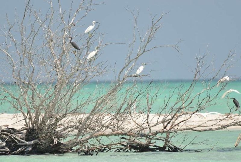 Oiseaux sur une branche aus dessus d'un lagon turquoise vus lors de la croisière des Moluques à la Papouasie - Indonésie | Au Tigre Vanillé