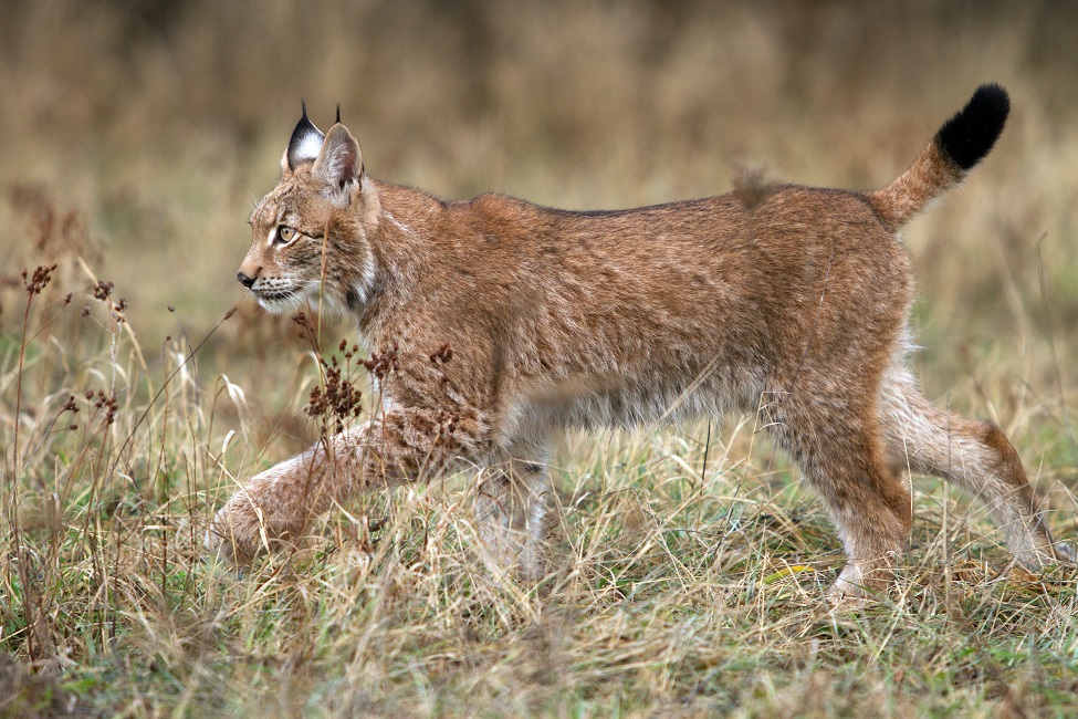 Lynx dans le parc national des Carpates - Roumanie | Au Tigre Vanillé