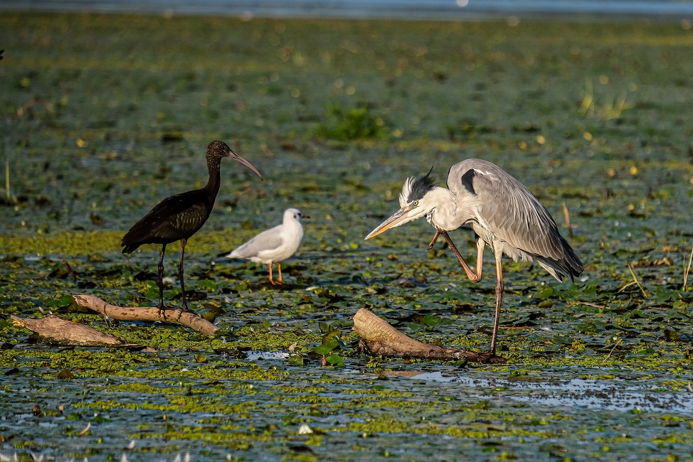 oiseaux-delta-danube-roumanie Oiseaux dans le delta du Danube - Roumanie | Au Tigre Vanillé