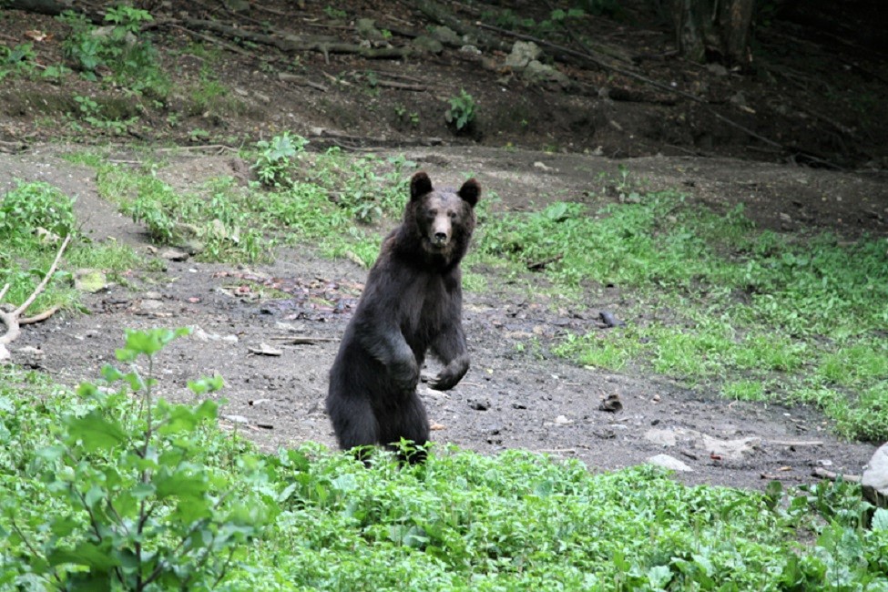 Ours brun debout dans le parc national des Carpates - Roumanie | Au Tigre Vanillé