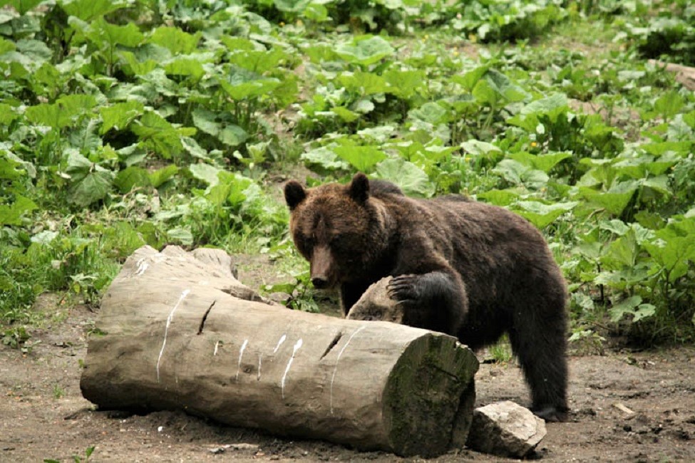 ours-parc-national-carpates-roumanie Ours brun dans le parc des Carpates - Roumanie | Au Tigre Vanillé