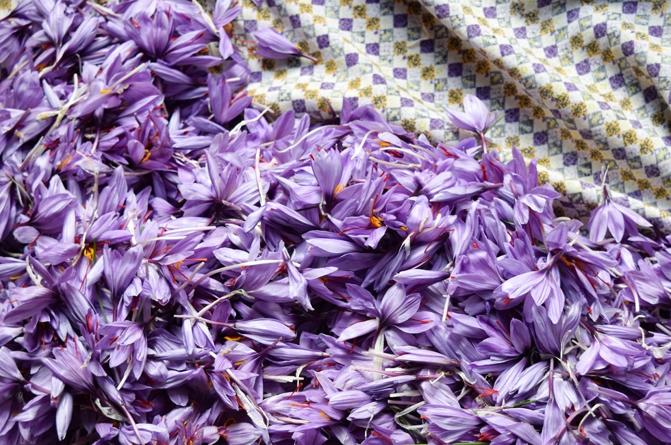 safran-fleur-violet-rouge-iran Fleur violettes de safran - Iran | Au Tigre Vanillé