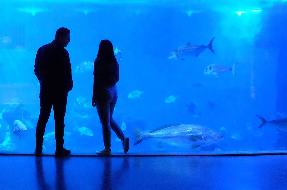 tulcea-aquarium-poissons-danube-roumanie Aquarium dans le delta du Danube - Roumanie | Au Tigre Vanillé