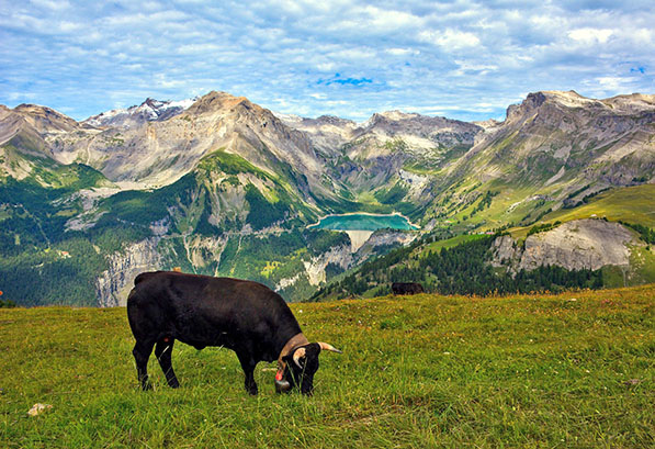 Vache du val d'Hérens, Valais - Suisse | Au Tigre Vanillé