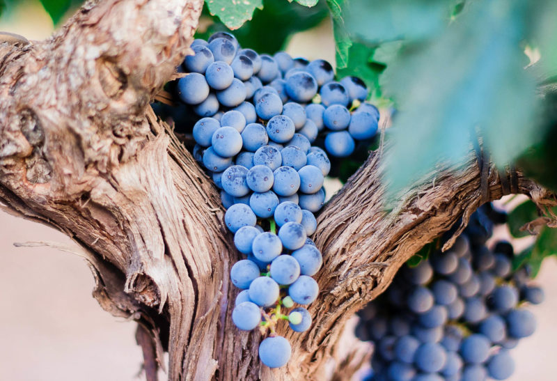 Pied de vigne, Tessin - Suisse | Au Tigre Vanillé