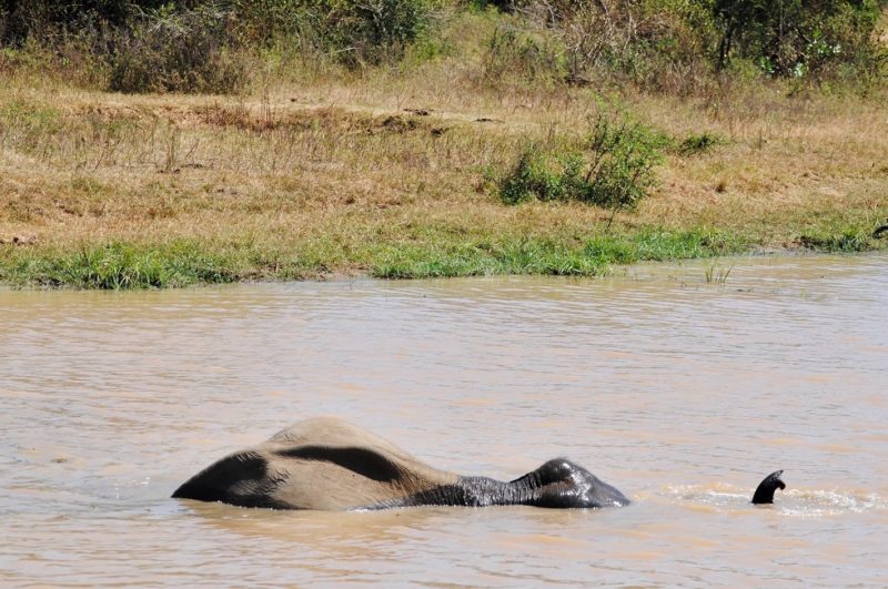 Elephant qui nage dans la rivière dans le parc national de Gal Oya - Sri Lanka | Au Tigre Vanillé