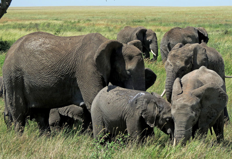Elephants lors d'un safari, Tanzanie | Au Tigre Vanillé