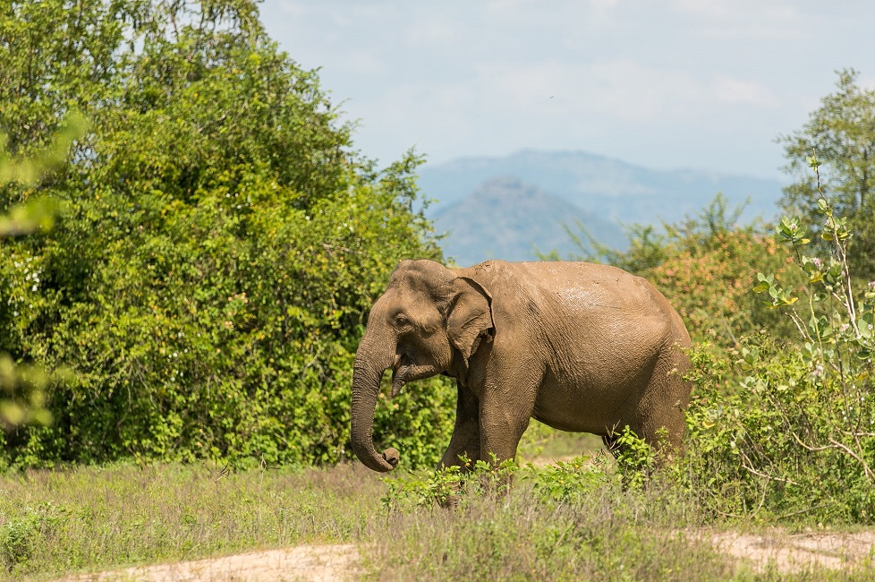 Elephant dans le parc national de Gal Oya - Sri Lanka | Au Tigre Vanillé