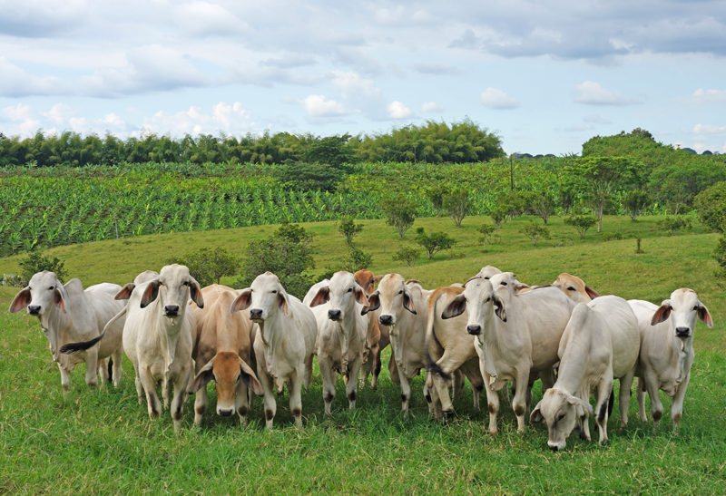 Troupeau de vaches à l'Hacienda Bambusa, Colombie | Au Tigre Vanillé