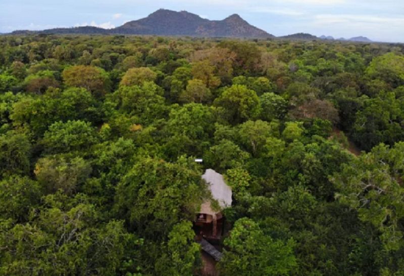 Lodge dans le jungle du le parc national de Yala - Sri Lanka | Au Tigre Vanillé