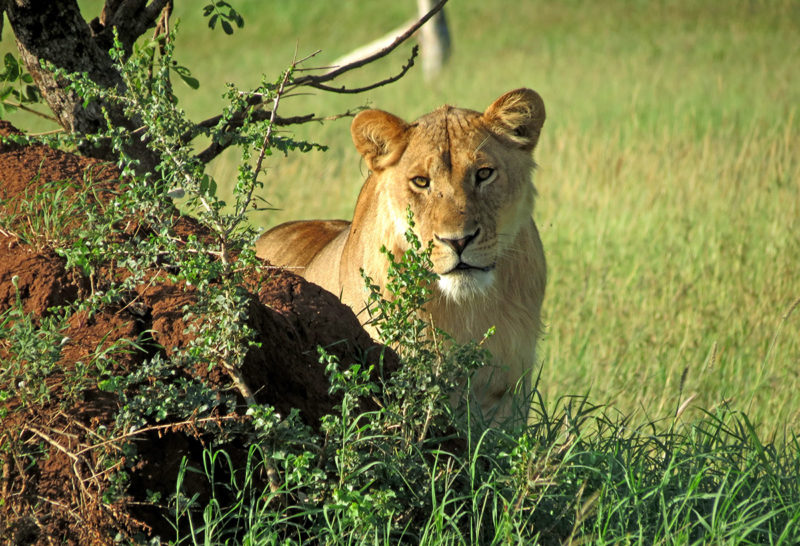 lion-tanzanie-safari-a-pied