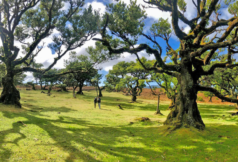 Forêt de Fanal, Madère | Au Tigre Vanillé