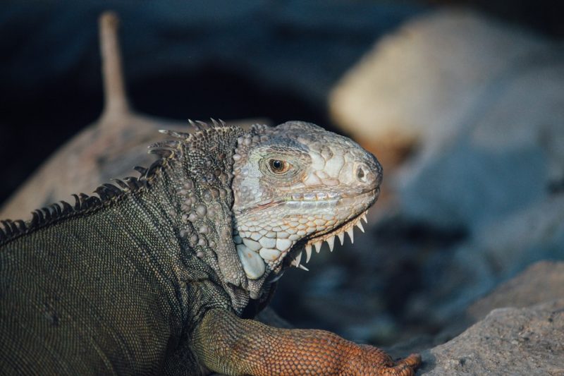 Reptile vu de nuit dans le parc national de Gal Oya - Sri Lanka | Au Tigre Vanillé