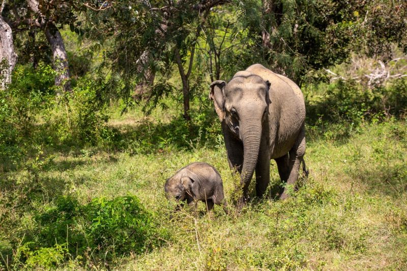 Elephant avec son bébé dans le parc national de Yala - Sri Lanka | Au Tigre Vanillé