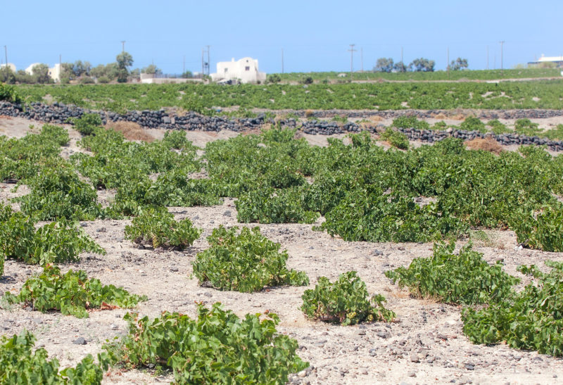 Vignobles au sol, Santorin - Grèce | Au Tigre Vanillé