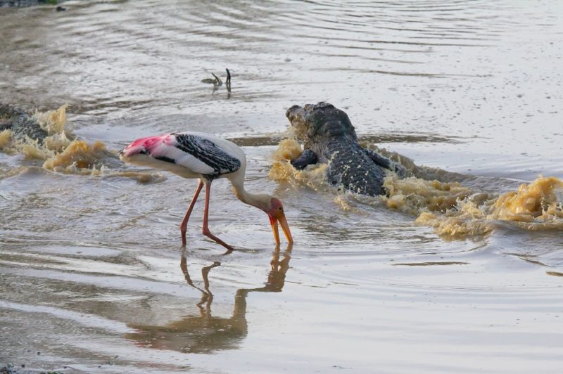 Oiseau et crocodile ans le parc national de Yala - Sri Lanka | Au Tigre Vanillé