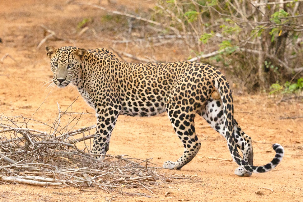 Léopard dans le parc national de Yala - Sri Lanka | Au Tigre Vanillé