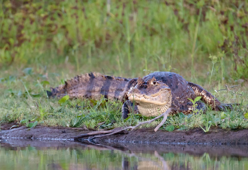 Un crocodile est posé le long d'une rivière, Costa Rica | Au Tigre Vanillé
