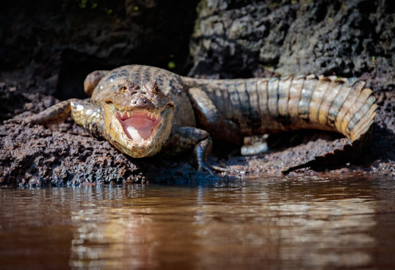 Un crocodile ouvre grand la gueule devant une rivière, Corcovado, Costa Rica | Au Tigre Vanillé