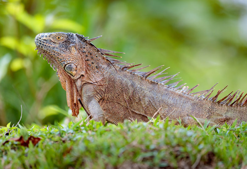 Un iguane immobile, Corcovado, Costa Rica | Au Tigre Vanillé