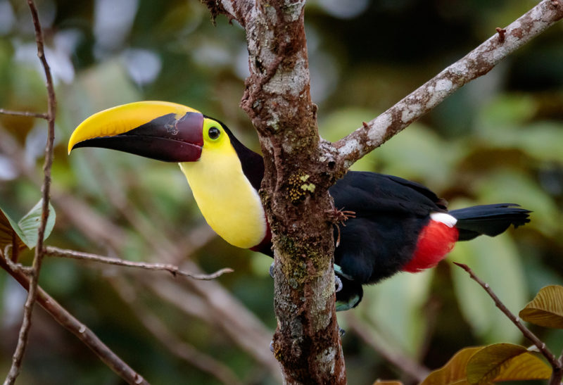 Un toucan posé sur un arbre, Corcovado, Costa Rica | Au Tigre Vanillé