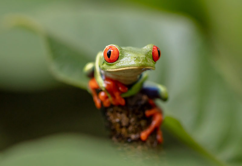 Une grenouille verte, Corcovado, Costa Rica | Au Tigre Vanillé