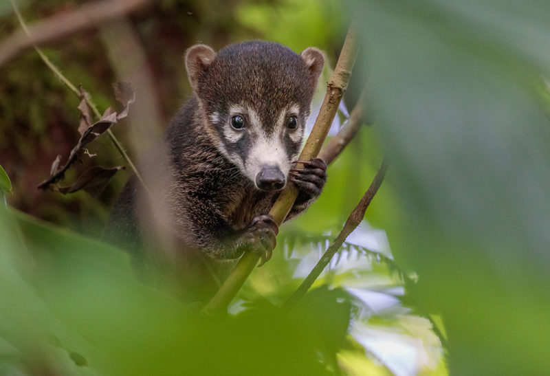 Un bébé coati, Corcovado, Costa Rica | Au Tigre Vanillé