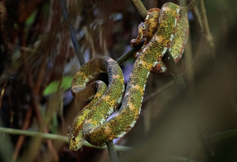 Serpent dans des branches, Corcovado, Costa Rica | Au Tigre Vanillé