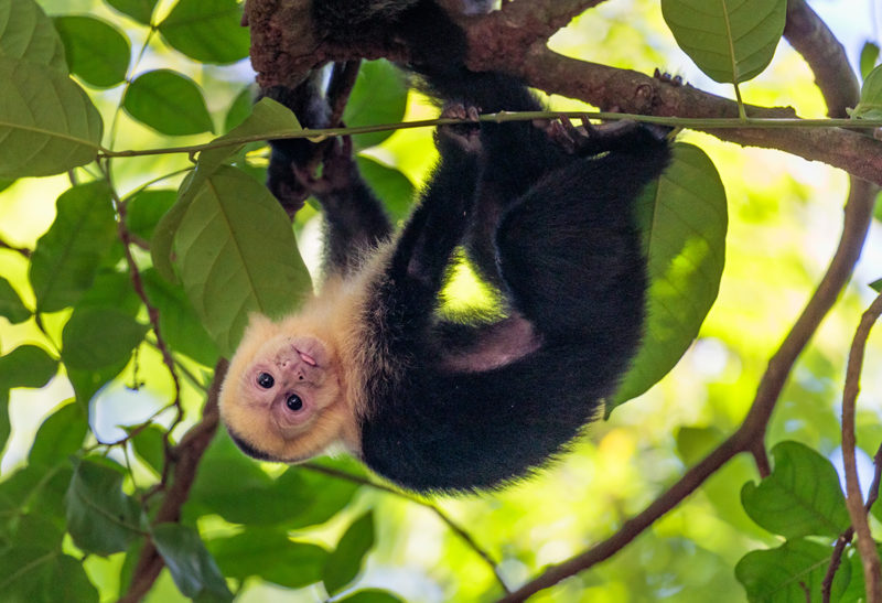 Un singe sur sa branche, Corcovado, Costa Rica | Au Tigre Vanillé