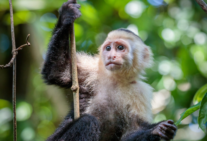 Un singe regarde au loin, Corcovado, Costa Rica | Au Tigre Vanillé