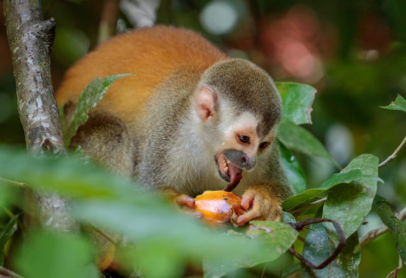 Un singe mange un fruit, Corcovado, Costa Rica | Au Tigre Vanillé