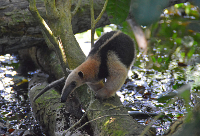 Fourmilier sur un tronc, Corcovado, Costa Rica | Au Tigre Vanillé
