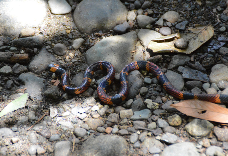 Serpent qui se déplace sur le sol, Corcovado, Costa Rica | Au Tigre Vanillé