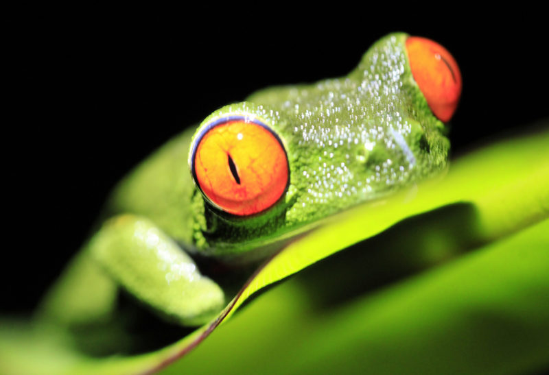 Grenouille verte, Costa Rica | Au Tigre Vanillé