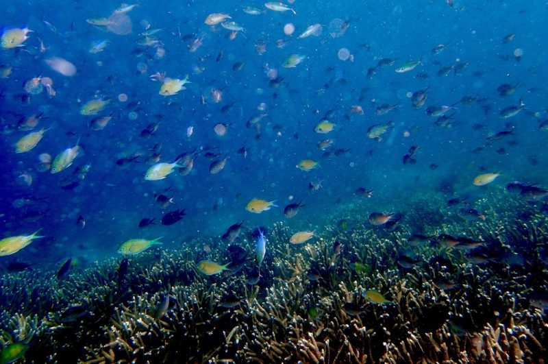 Fonds marins de poissons multicolores et coraux à Aqaba - Jordanie | Au Tigre Vanillé