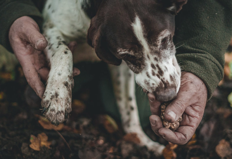 Chien à truffe, Toscane | Au Tigre Vanillé