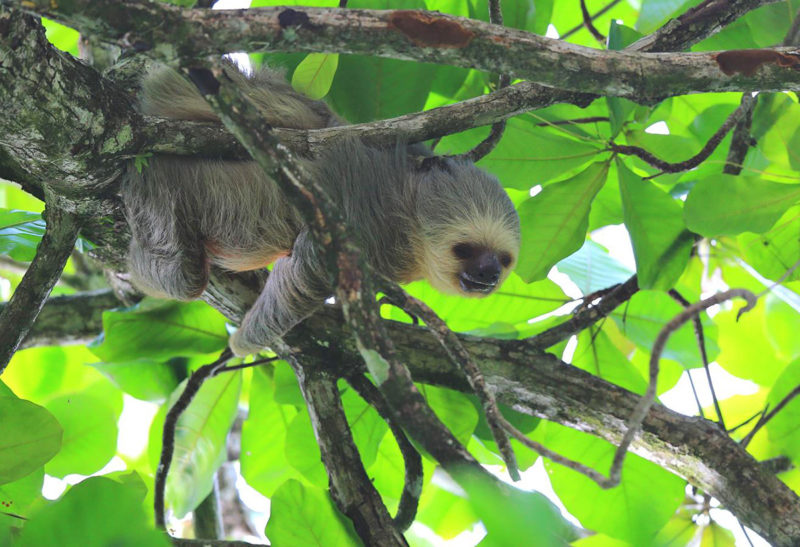 Paresseux dans un arbre, Corcovado, Costa Rica | Au Tigre Vanillé