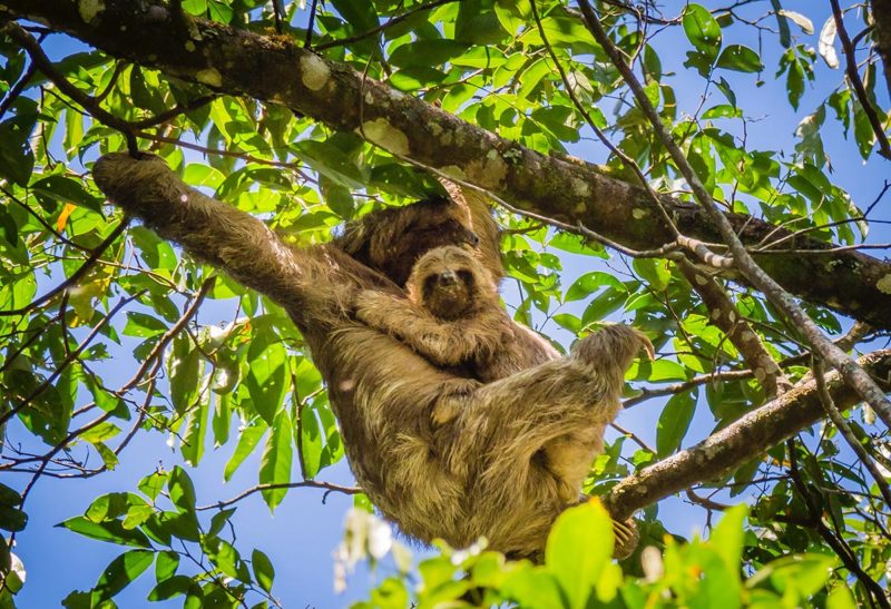costa-rica-voyage-groupe-paresseux-branchages