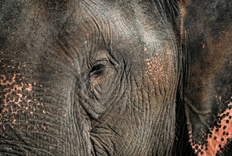 Oeil d'un éléphant à Kui Buri - Thaïlande | Au Tigre Vanillé