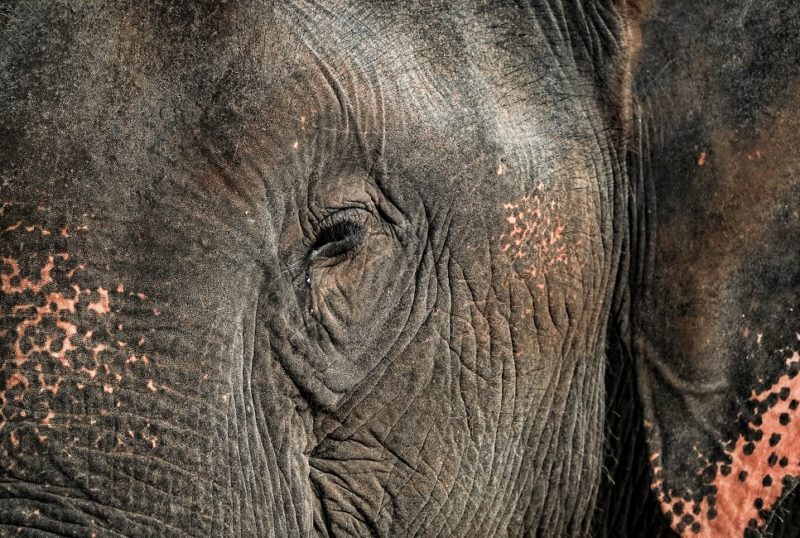 elephant-safari-buffles-kuiburi-thailande Oeil d'un éléphant à Kui Buri - Thaïlande | Au Tigre Vanillé