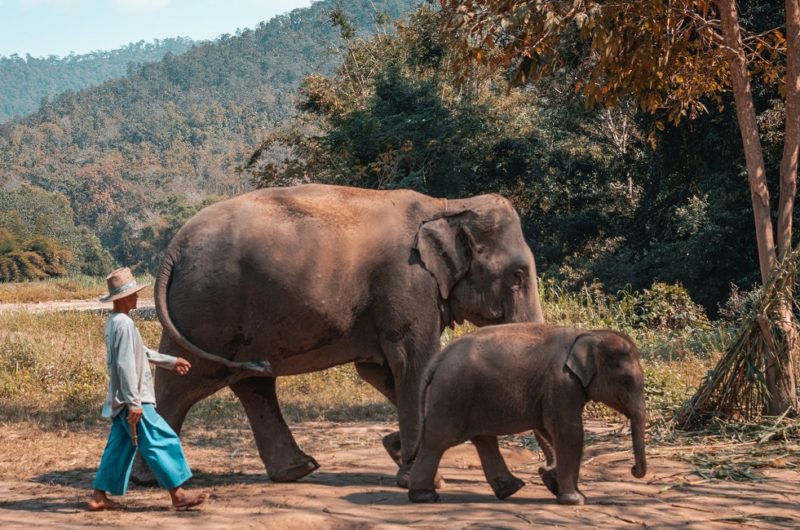 Cornac marchant à côte de deux éléphants dans le triangle d'Or - Thaïlande | Au Tigre Vanillé