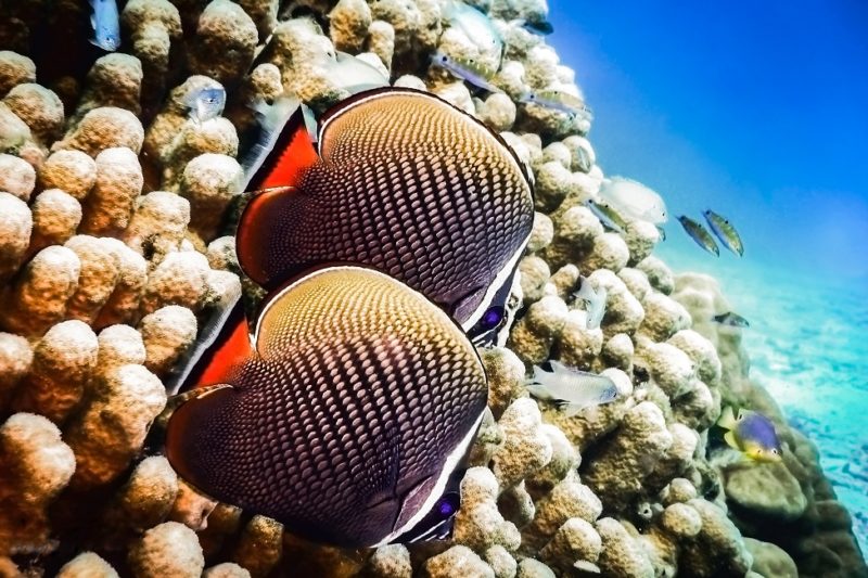 Poissons colorés et coraux à Koh Lanta - Thaïlande | Au Tigre Vanillé